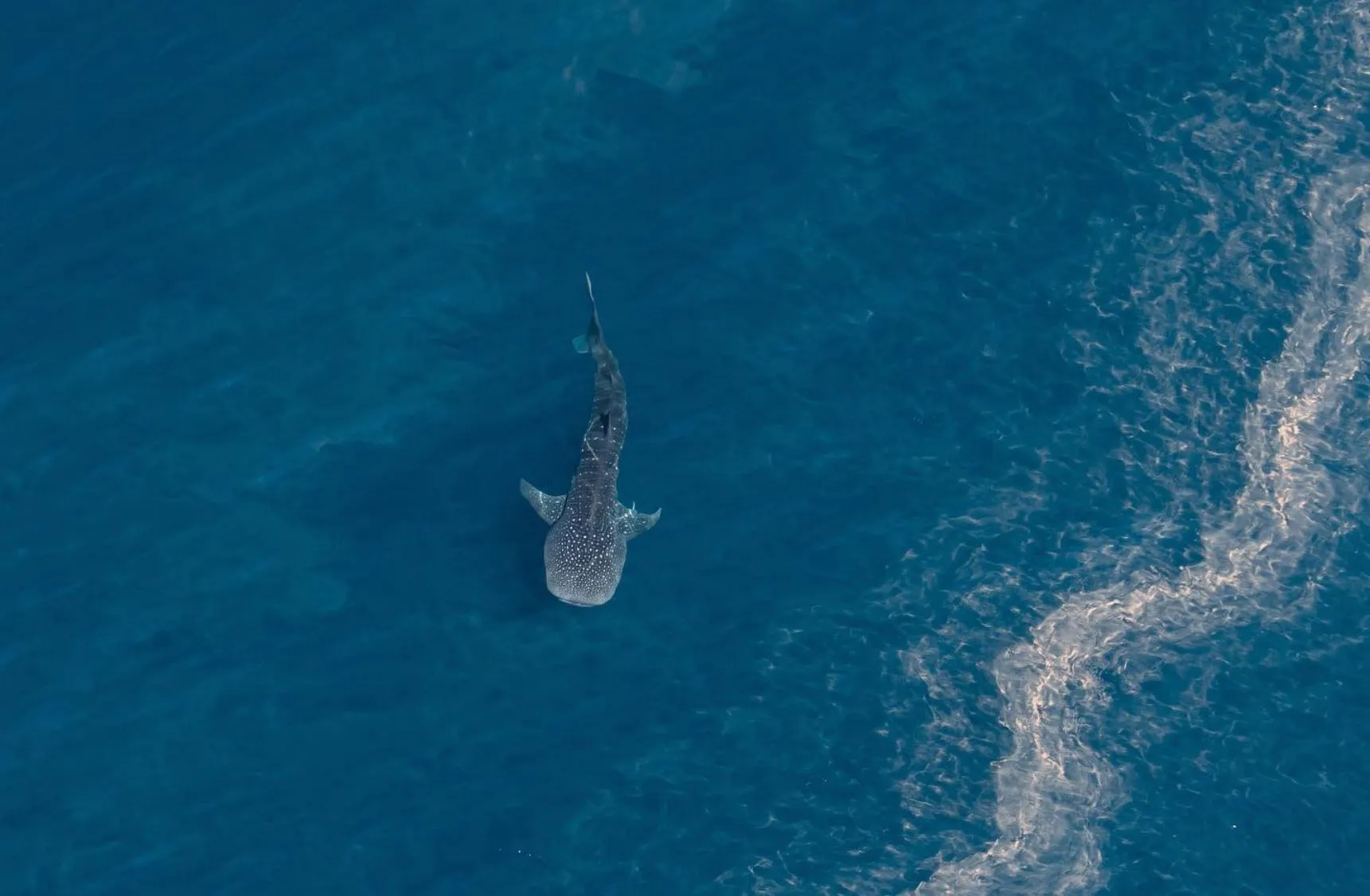 Bundegi Beach, whale sharks