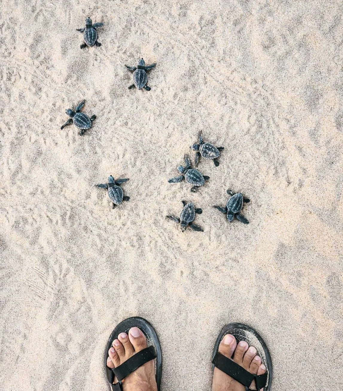 nesting turtles, Bundegi Beach